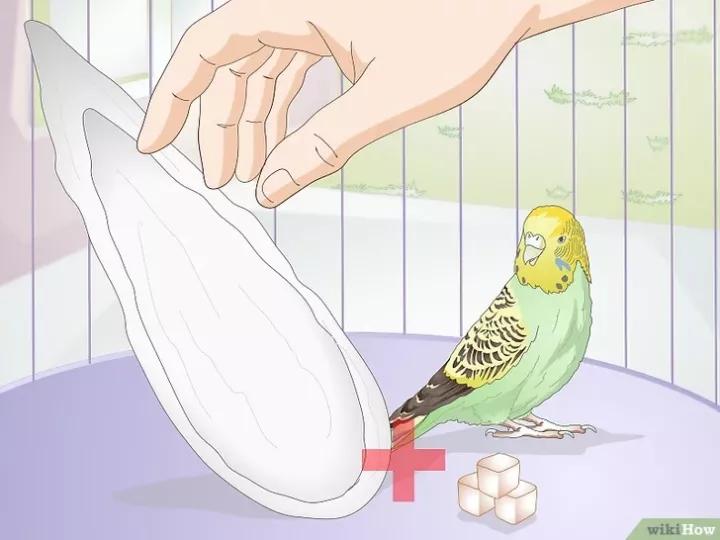 如何喂养虎皮鹦鹉,虎皮鹦鹉人工喂养