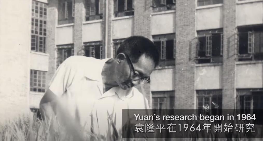 袁隆平在迪拜种水稻,袁隆平团队迪拜沙漠海水稻