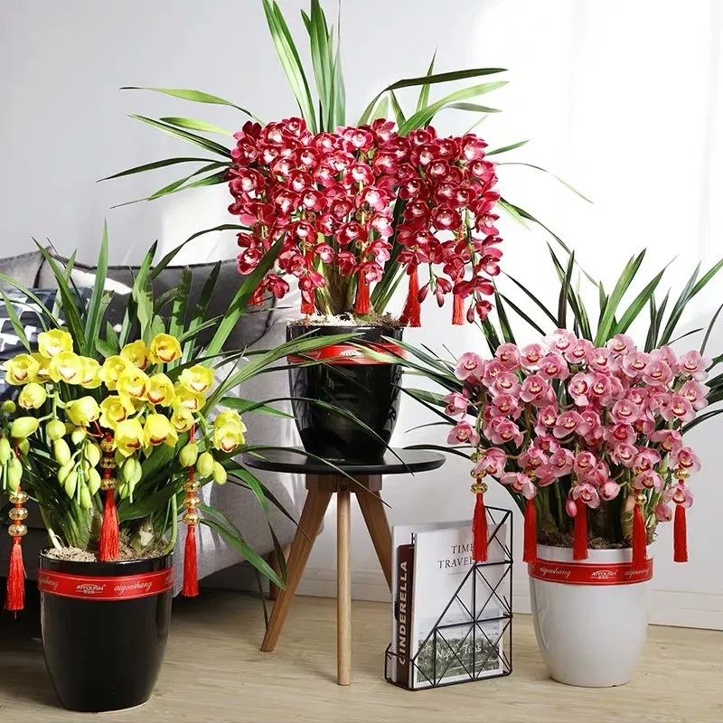 哪种兰花最好养四季开花又很香,春节养什么兰花最香好看