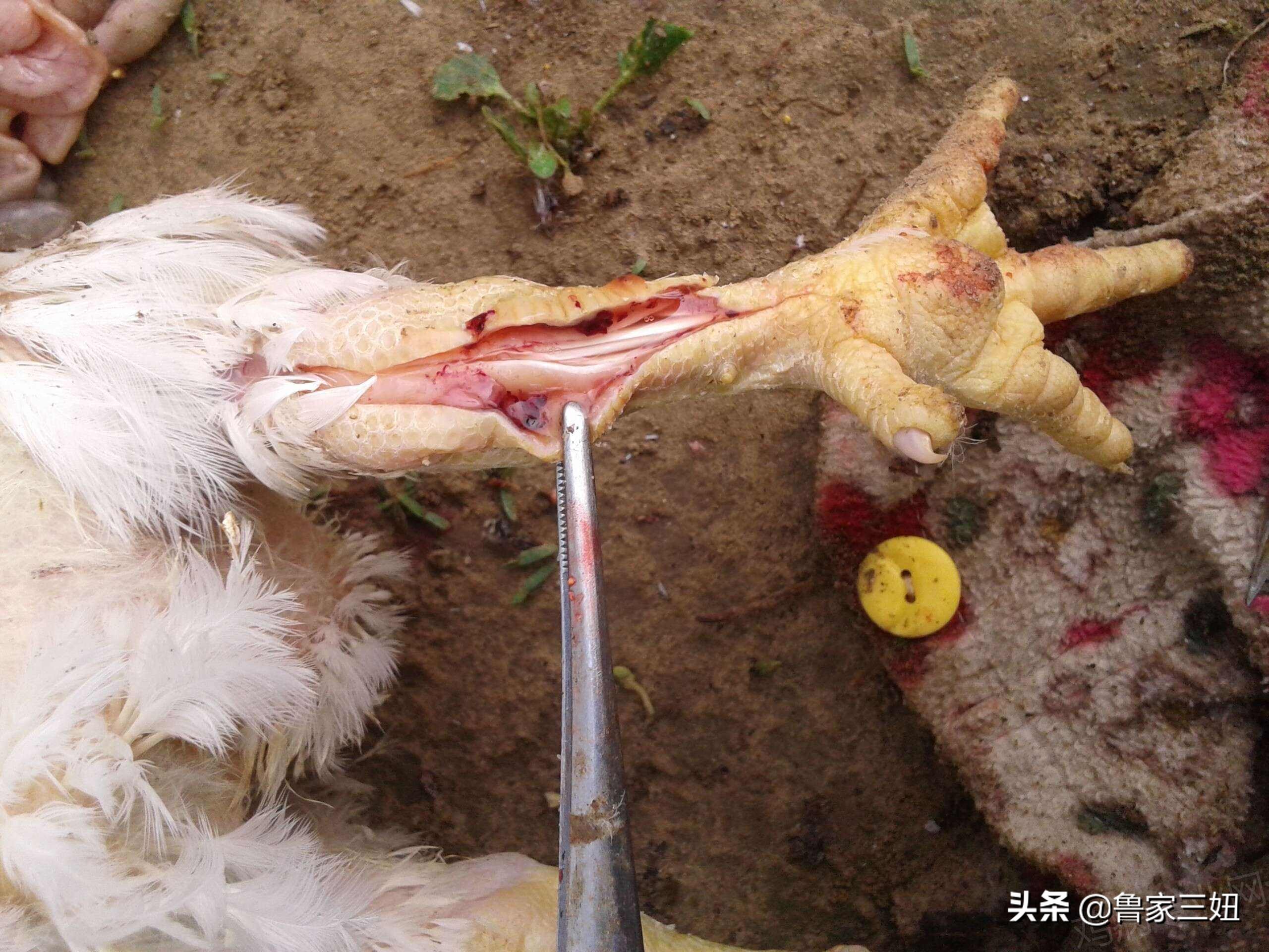 治疗滑液囊支原体，用这两种药就可以了