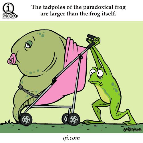 蝌蚪发育成婴儿的全过程,小蝌蚪是怎么形成的你知道吗