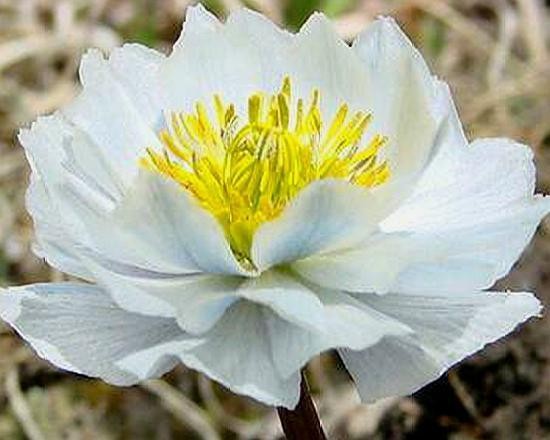 一叶子舒缓柔润精华面膜测评,夏日美白面膜