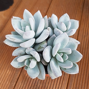 广寒宫都有谁,广寒宫里都有谁