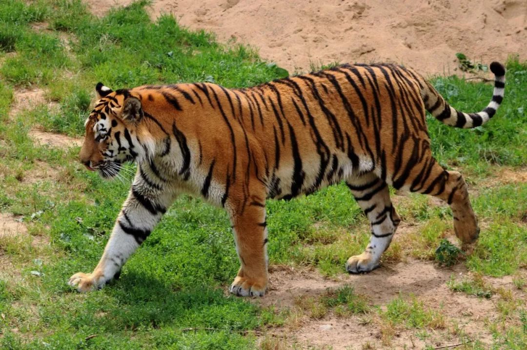 狮子明明像狗为什么是猫科,为啥说狮子更接近猫科