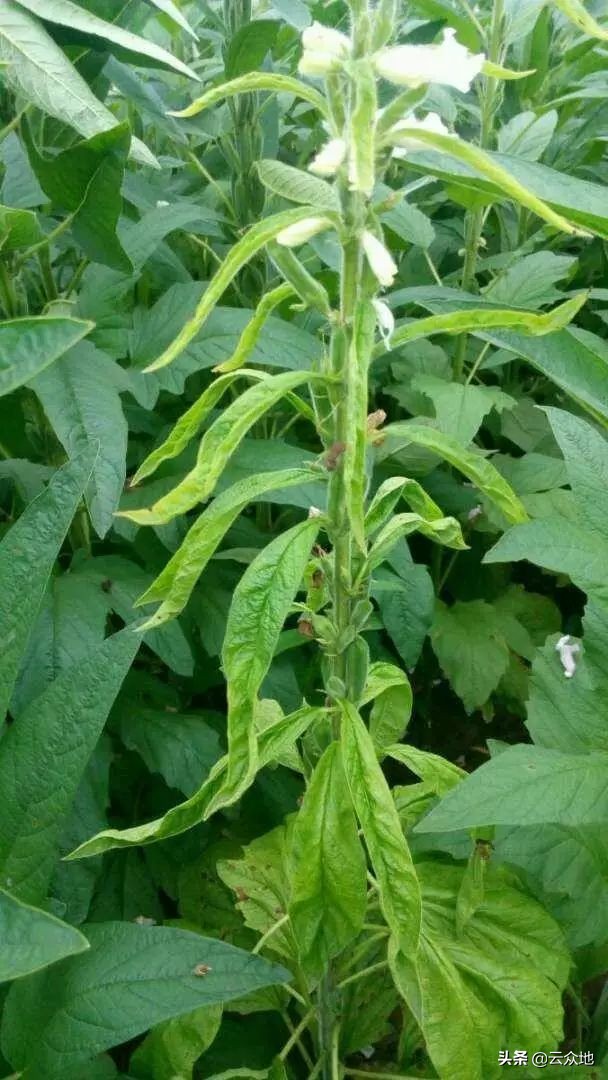 缺黑芝麻会有什么现象,芝麻缺硼的症状