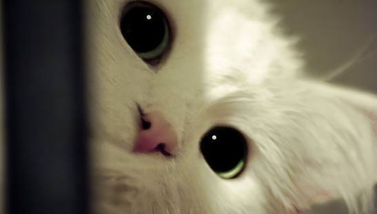 为什么猫咪对人的态度不同,猫咪对人和对猫的态度是一样的吗