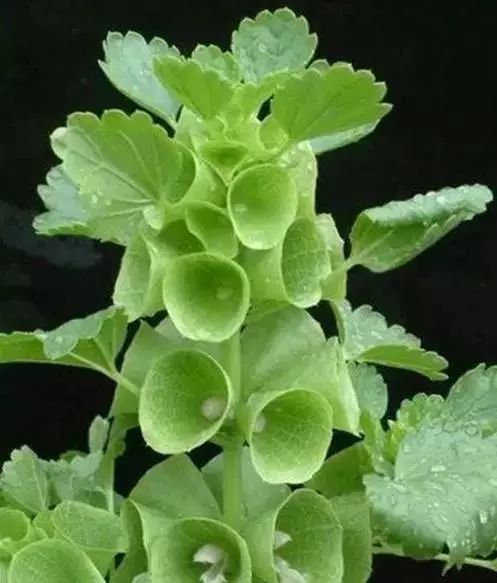 世界顶级奇花异卉,100种奇花异草图