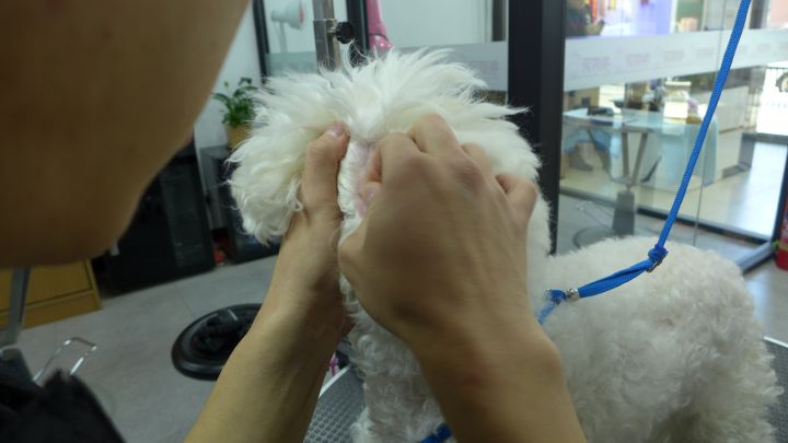 轻奢风格宠物店图片,温馨明亮的宠物店风格