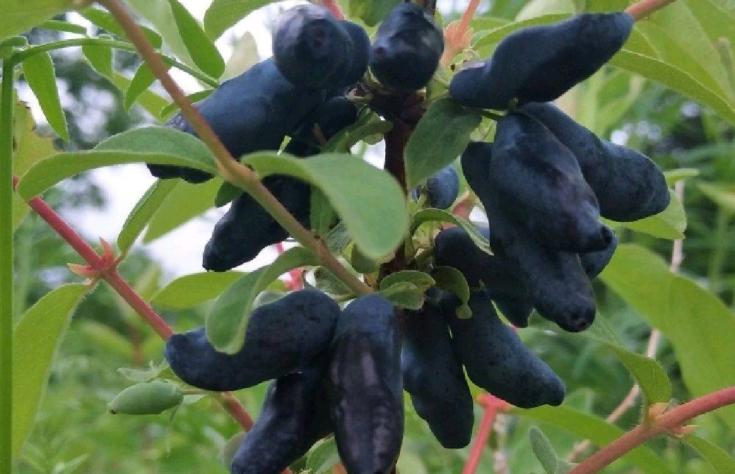 野生的蓝靛果,纯野生蓝靛果