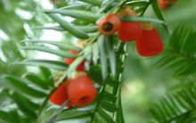 天然抗癌药物紫杉醇书籍,紫杉醇天然抗癌药物