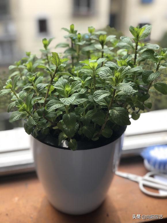 室内养几盆薄荷对人体有好处吗,薄荷在室内怎样养的漂亮