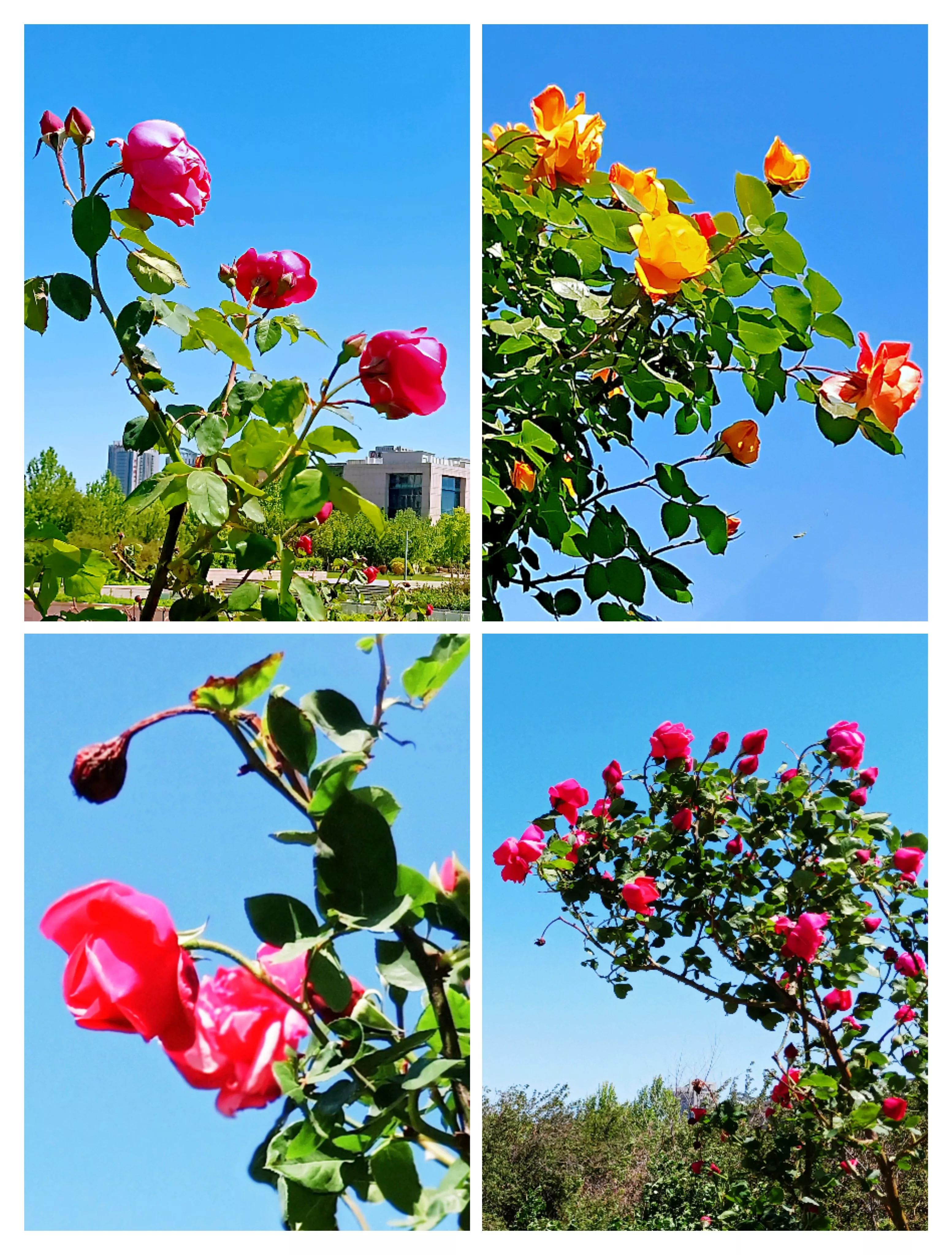 天津银河广场景观,天津银河公园攻略