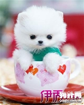 4个月茶杯泰迪犬标准肩高,茶杯泰迪怎么养