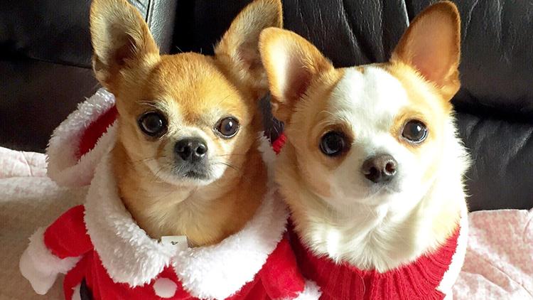 狗狗尾巴夹着什么原因,狗狗把尾巴咬紫了怎么办