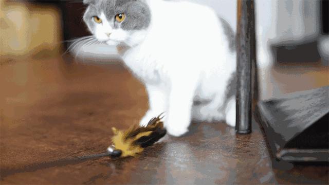 新手养猫注意事项养猫人经验总结,养猫人必备的小妙招快收藏起来吧