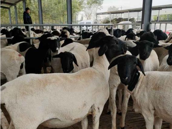 羊消化不良腹泻喂什么中药好,羊消化不良小偏方