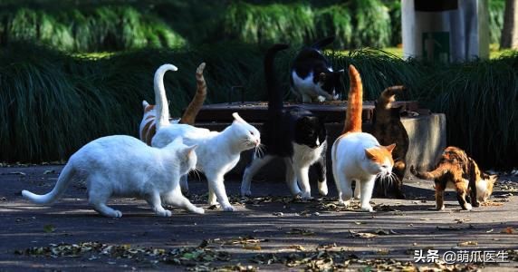 猫咪也会做噩梦吗,猫也会做噩梦吗