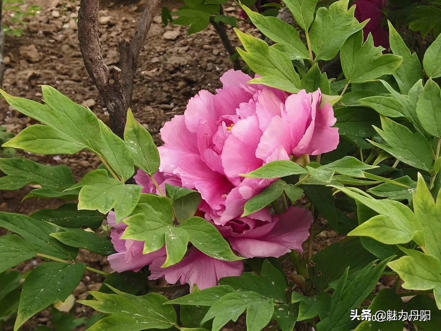 牡丹的一生简单历程文字描述,牡丹的历史和发展