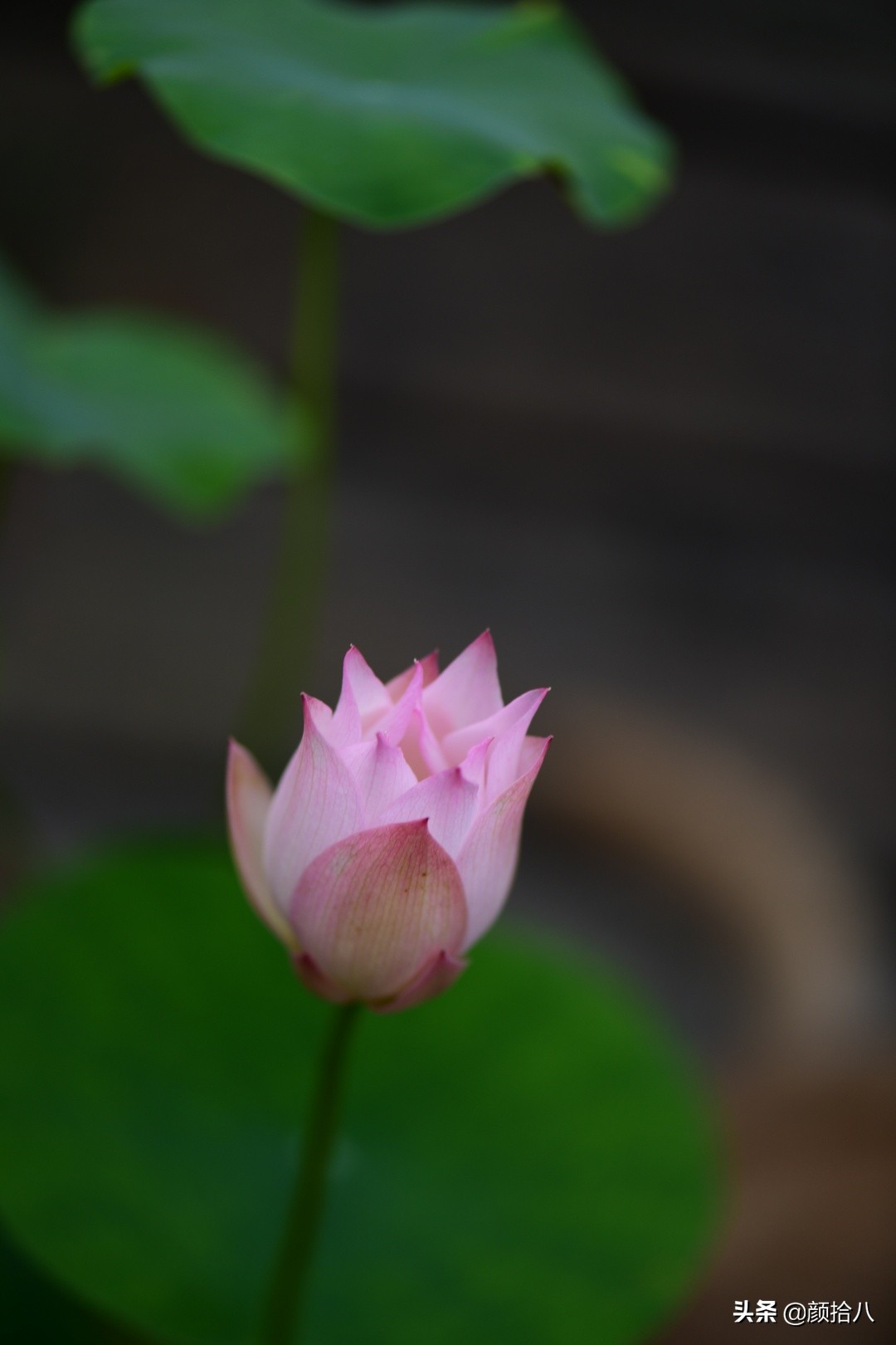 碗莲种藕生长到开花全过程,碗莲种植方法和时间图片