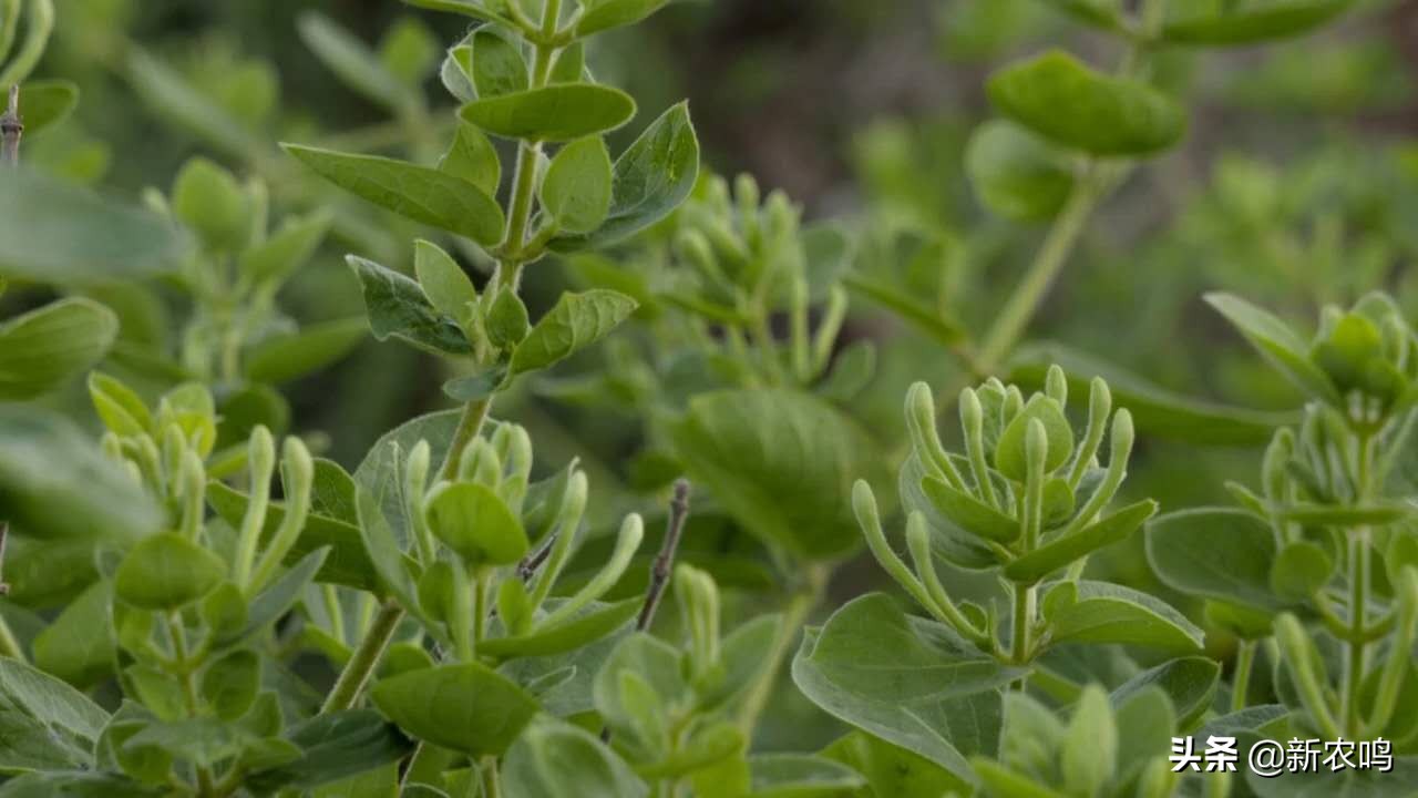 金银花得了枯枝病图片,金银花有枯枝怎么办