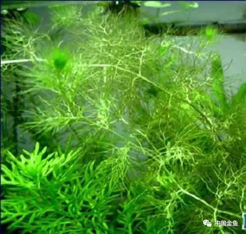 喂鱼算是养鱼最大的乐趣吗,养鱼的乐趣就是每天喂鱼