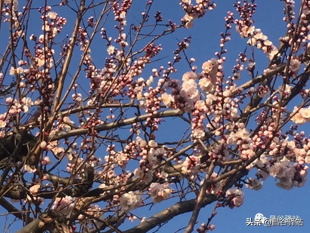 山花烂漫中条山之山杏花开树树梅