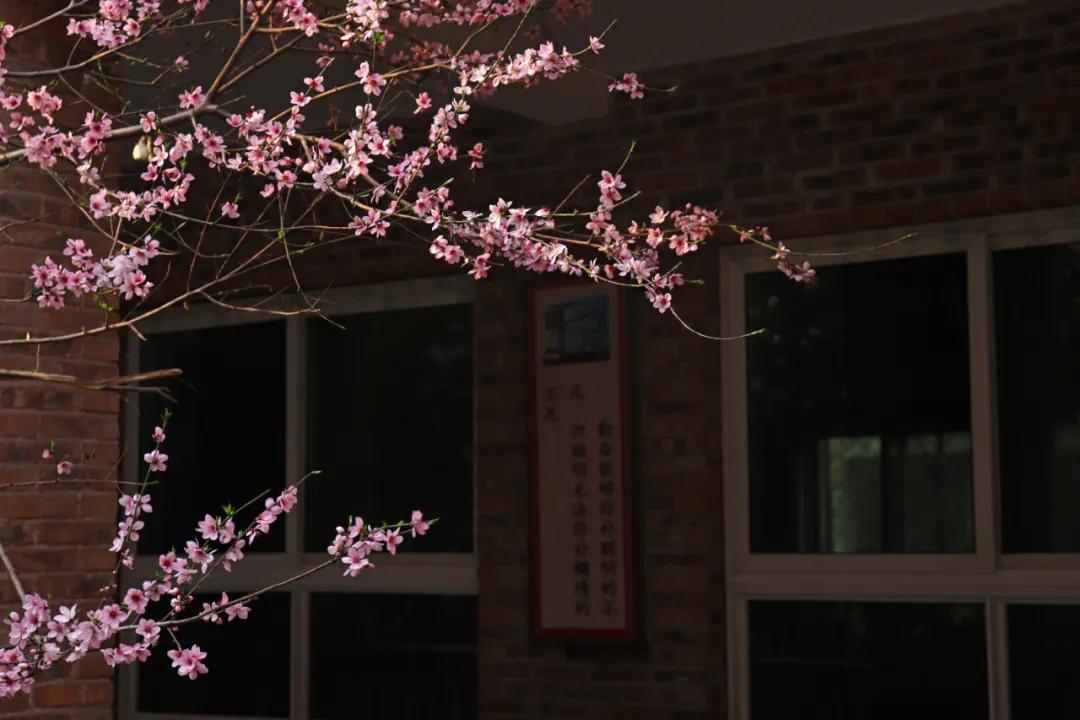 迎接校园里的百花齐放,教室窗外百花齐放