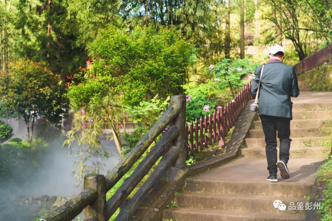 牡丹花开惹人醉鸟语花香,牡丹花开国色天香惹人醉