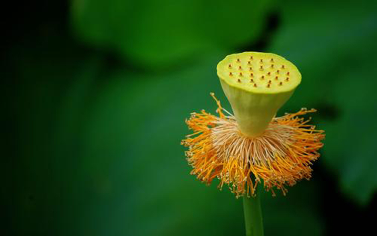 摄影微距技巧,花卉微距摄影技巧