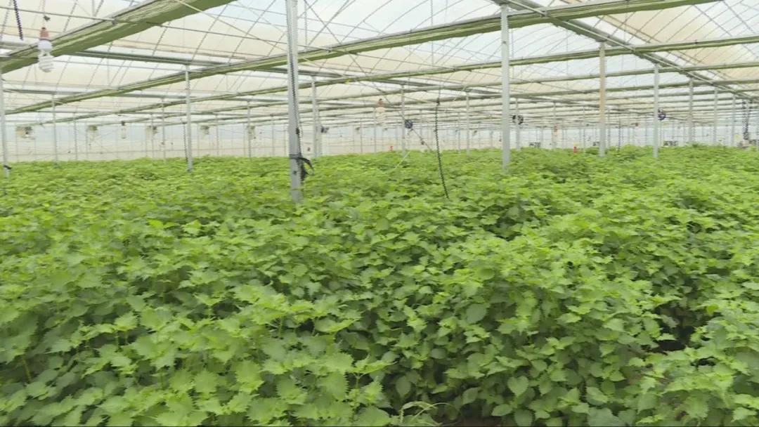 特色农业致富模式,农业致富新道路