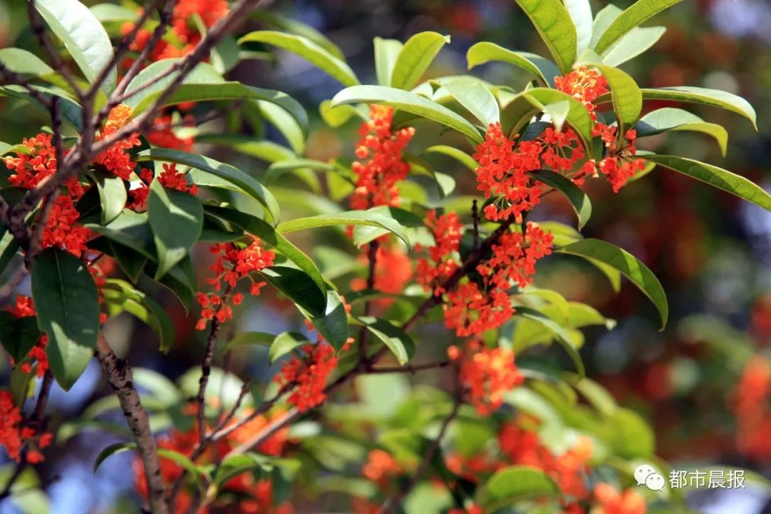 徐州市区桂花地图上线，能看又能吃！趁着十一假期快去吧