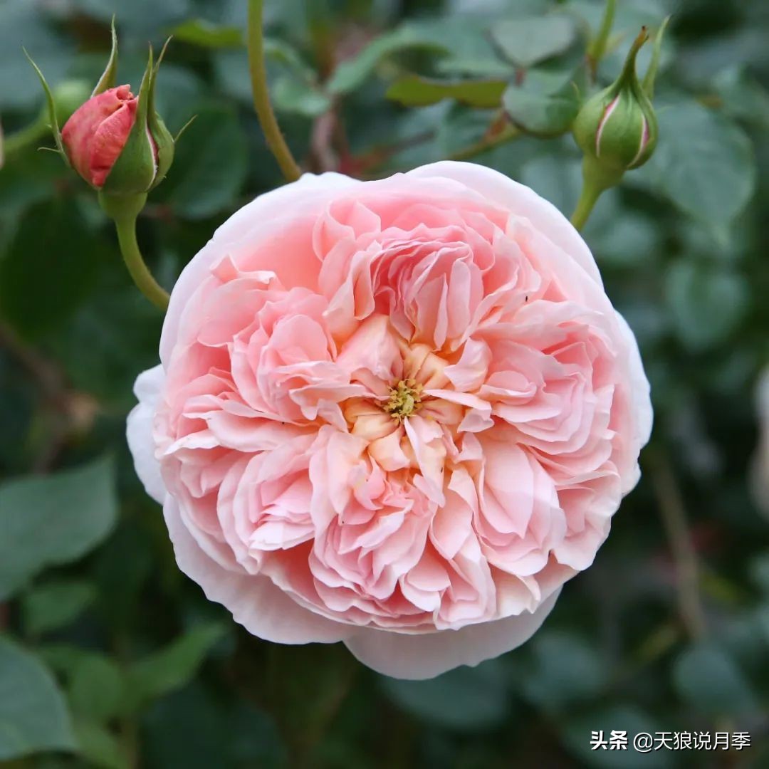 不容易，天狼自育终于打折了！空蒙只要50不到！