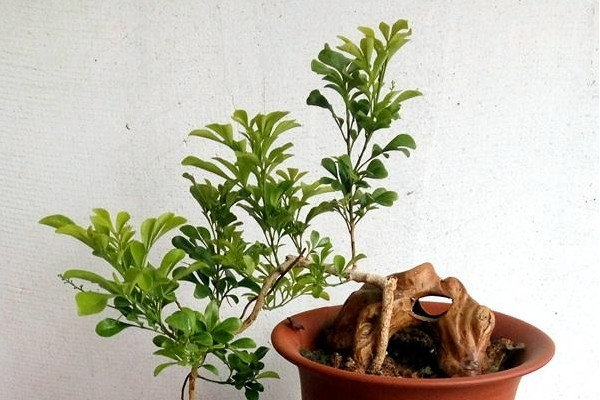 米兰移栽后套塑料袋,12度气温米兰需要用塑料袋套吗