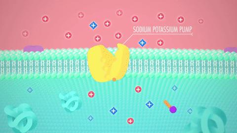电鳗放电池为什么不会电到自己,电鳗的电是不是高压电