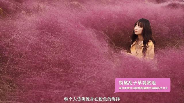 浦口最炫花海景点,浦口的花海