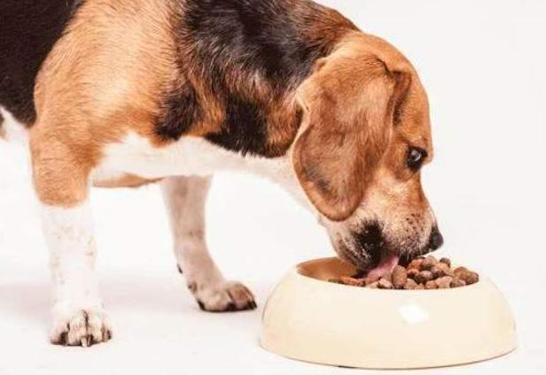 狗狗老是舔人代表什么意思,狗狗舔人意味着什么意思