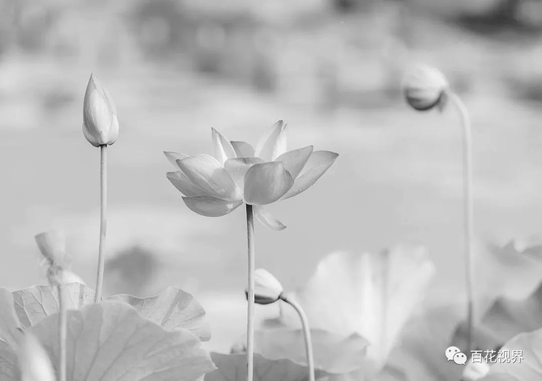 邯郸市女性摄影家,邯郸市女子摄影协会