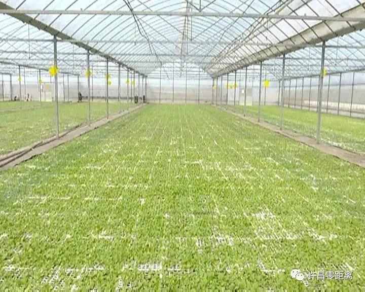 走进*草烟**文化之乡——襄城县