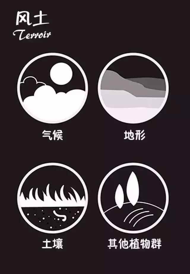 葡萄酒品酒知识,葡萄酒品酒大师