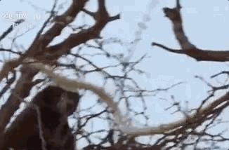 平头哥蜜獾照片,蜜獾平头哥动物科普