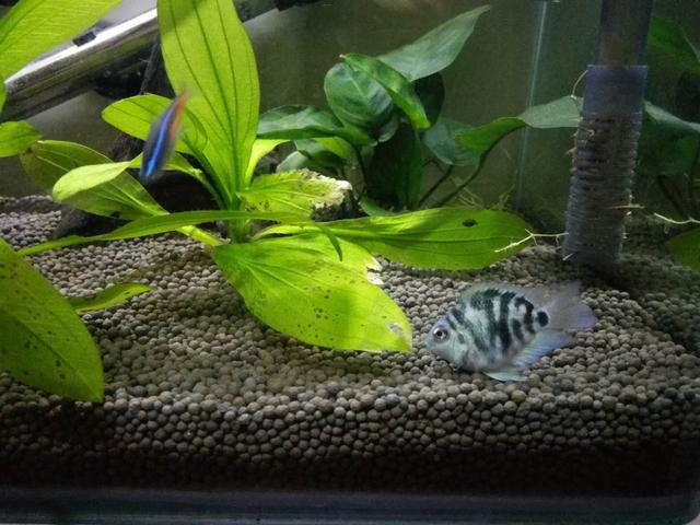 鱼缸里为什么老是出现气泡,鱼缸冒出小气泡