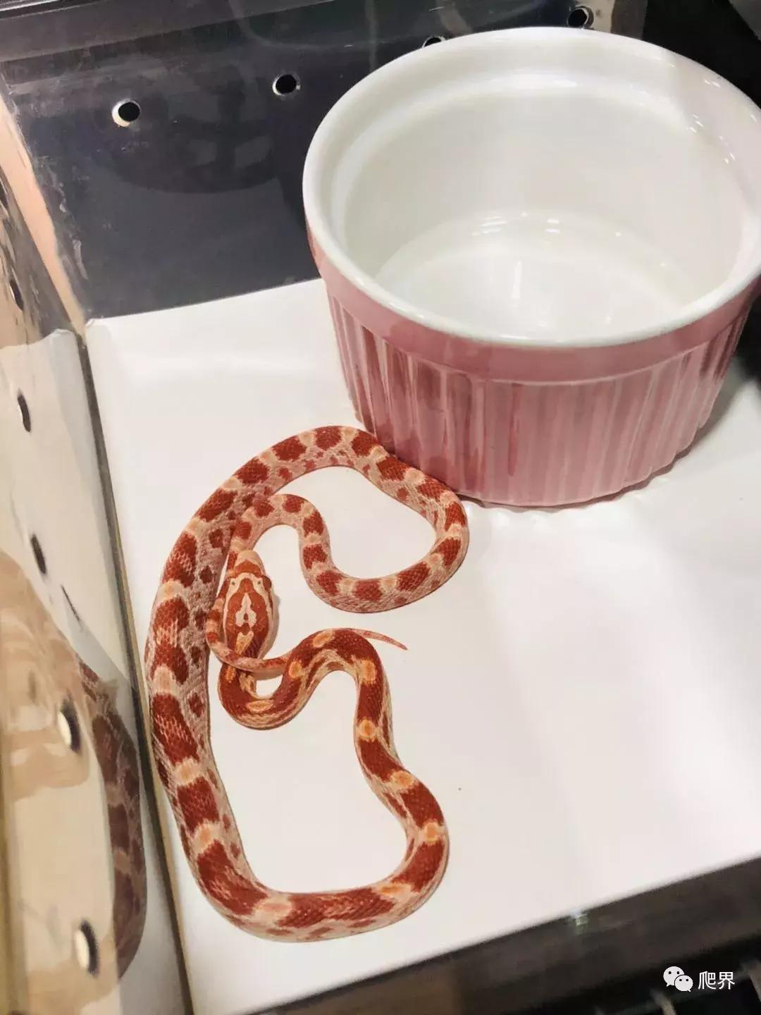 伦敦的爬宠店,隐藏在小区深处的店铺