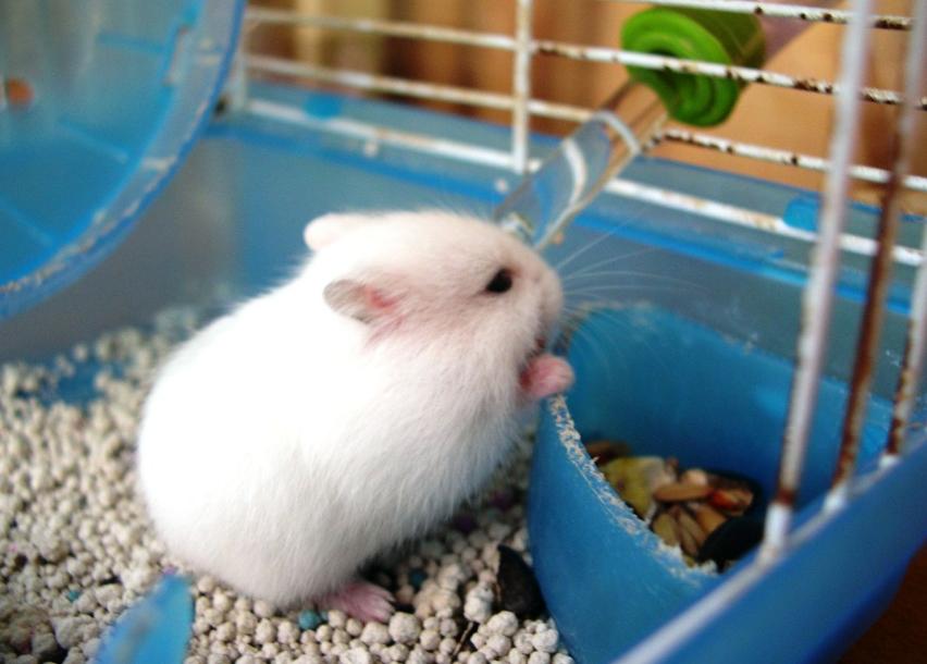 虎毒不食子，为什么仓鼠如此执着于“吃孩子”？原来是有苦衷的