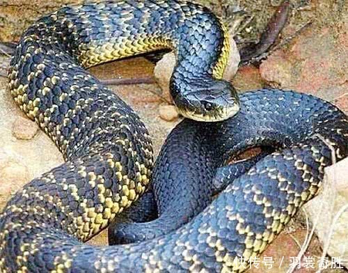 最凶残的毒蛇是谁,全球攻击性最强的毒蛇