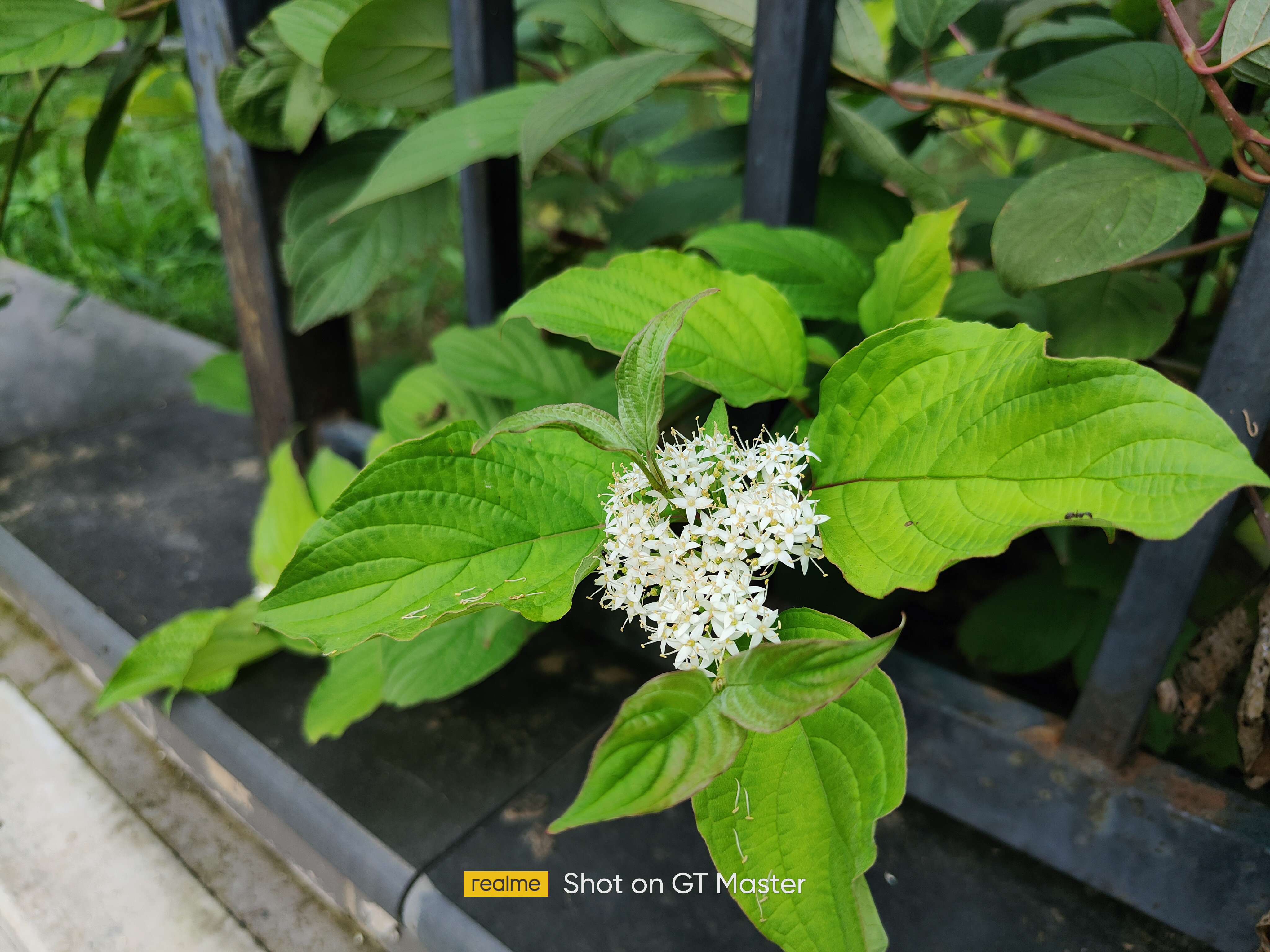 realme真我gt大师版白色开箱,realme真我gt大师探索版测评