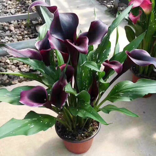 阳台只养一种花全年花开不断,适合庭院养的10种花