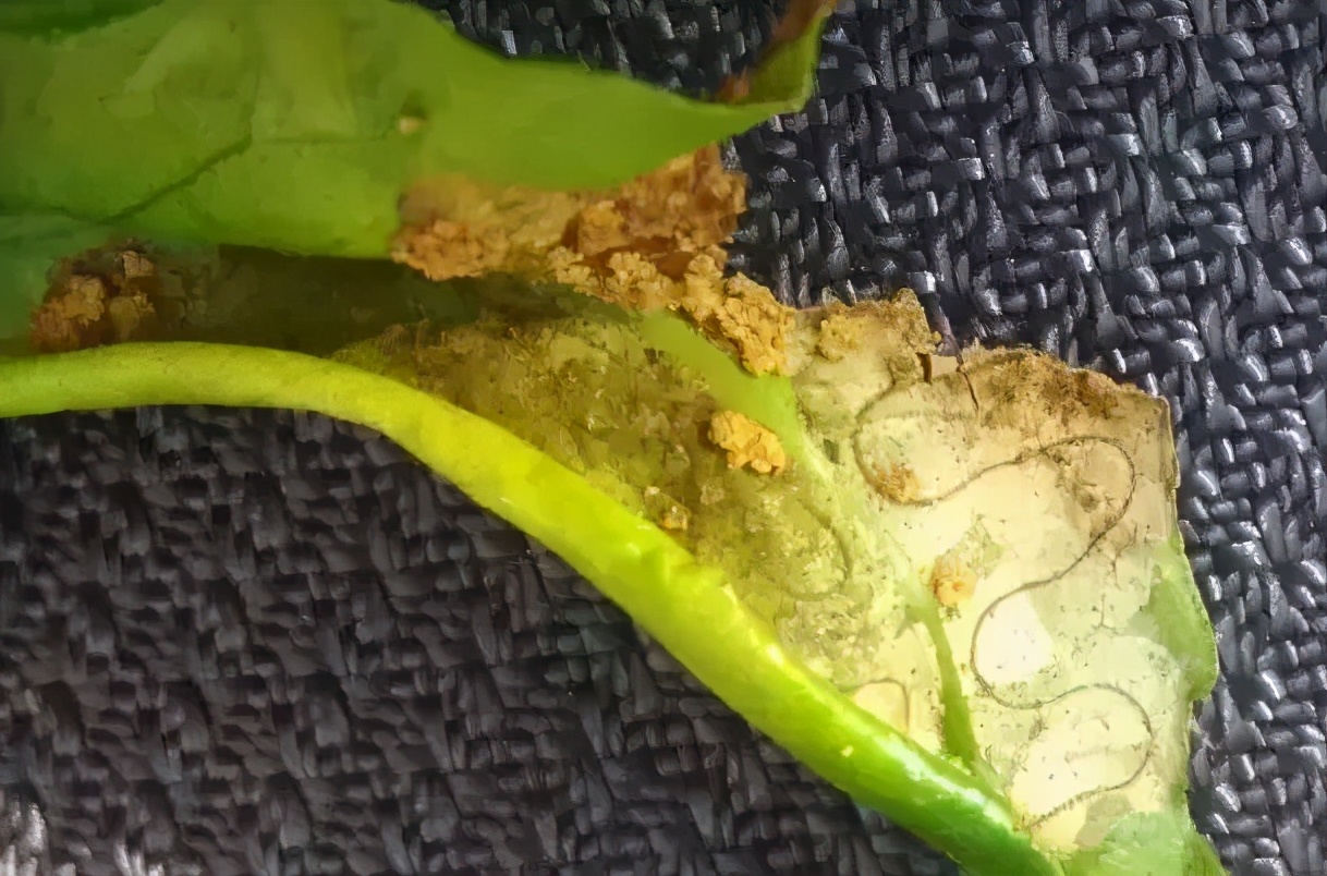 柑橘溃疡病有效防治新进展,柑橘溃疡病的防治方法