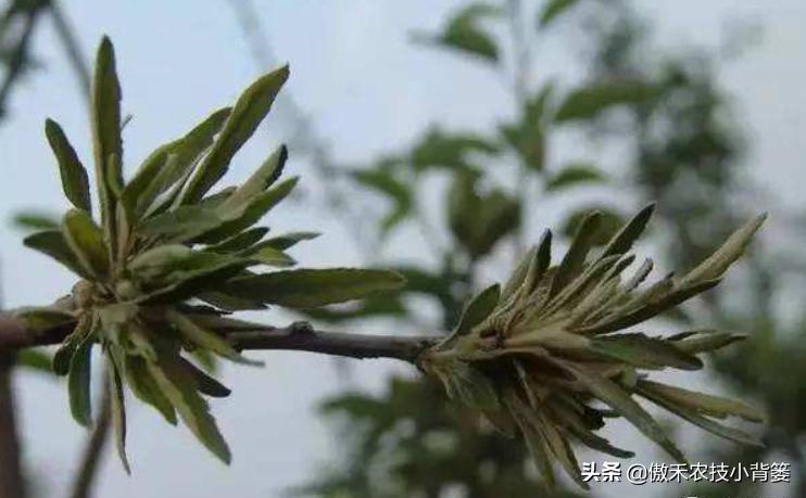 苹果缺锌易患小叶病,苹果小叶病缺镁缺锌