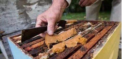 蜜蜂的养殖技术要点分析,中国蜜蜂养殖技术书籍