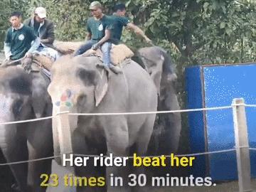 世界杯大象足球,大象足球比赛